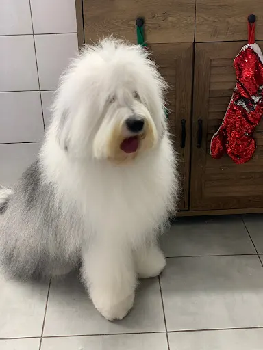 DOG Barber Salon - Fryzjer dużych psów